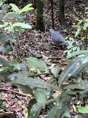 Leucosarcia melanoleuca