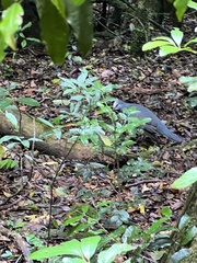 Leucosarcia melanoleuca