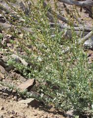 Artemisia michauxiana