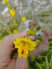 Erythranthe glabrata