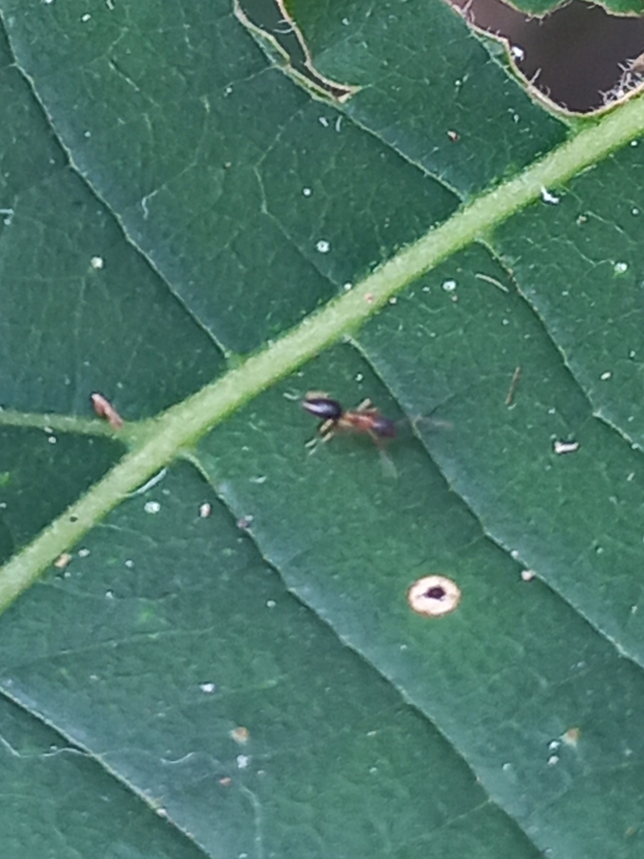 Technomyrmex bicolor