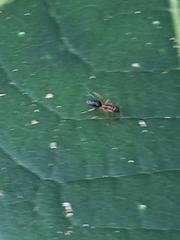 Technomyrmex bicolor