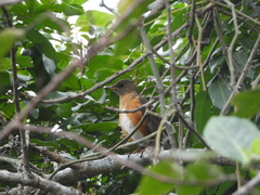 Turdus chrysolaus