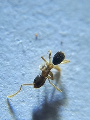 Technomyrmex bicolor