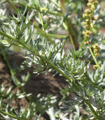 Artemisia michauxiana