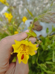 Erythranthe glabrata