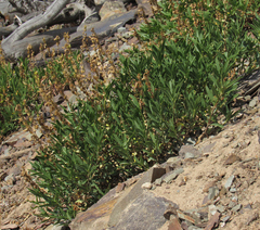 Penstemon fruticosus fruticosus
