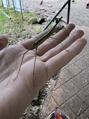 Candovia strumosa