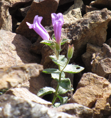Penstemon montanus montanus