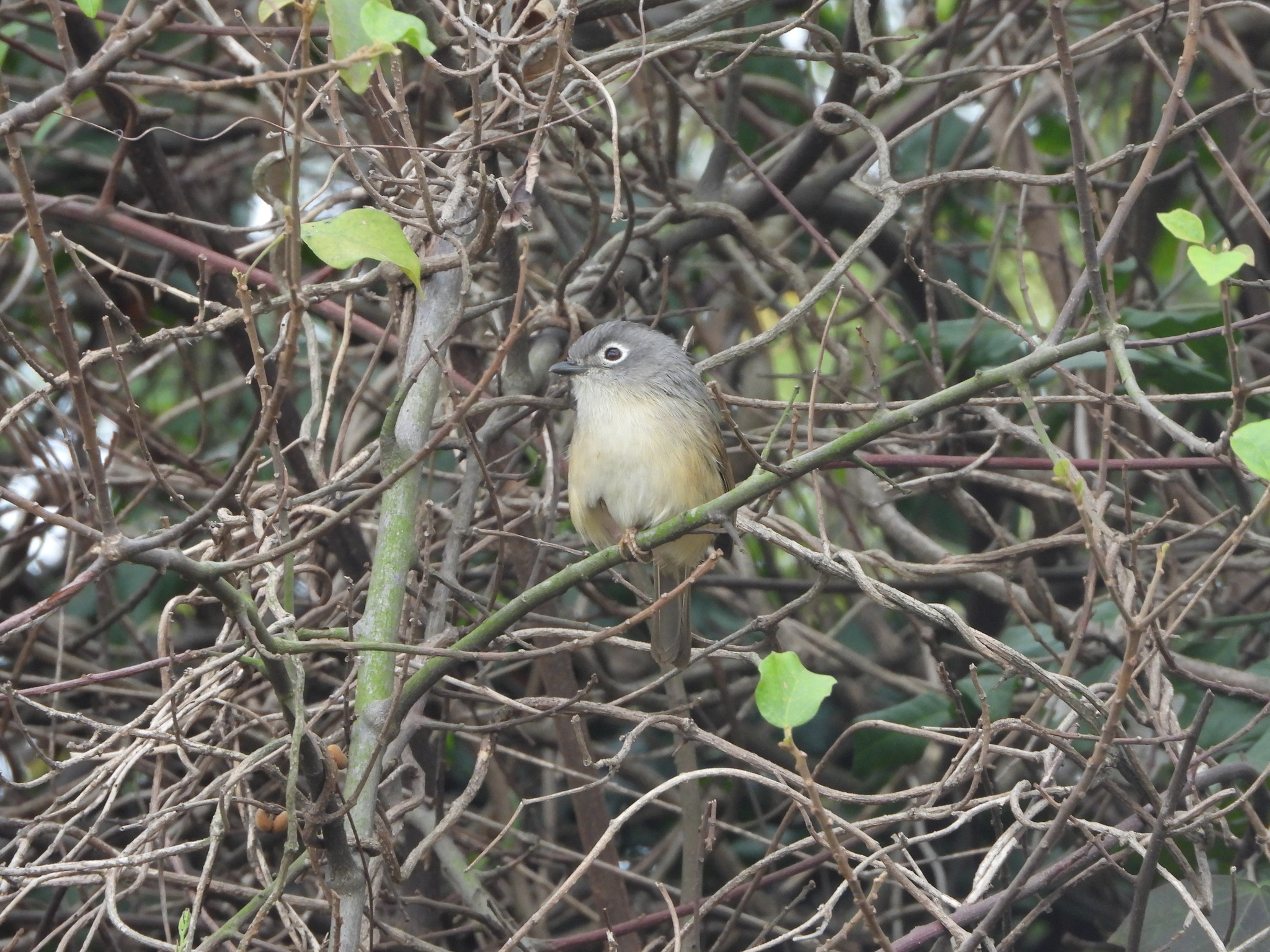 Grey-cheeked Fulvetta