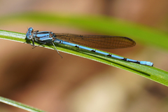 Argia fissa