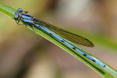 Argia fissa