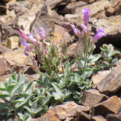 Penstemon montanus montanus