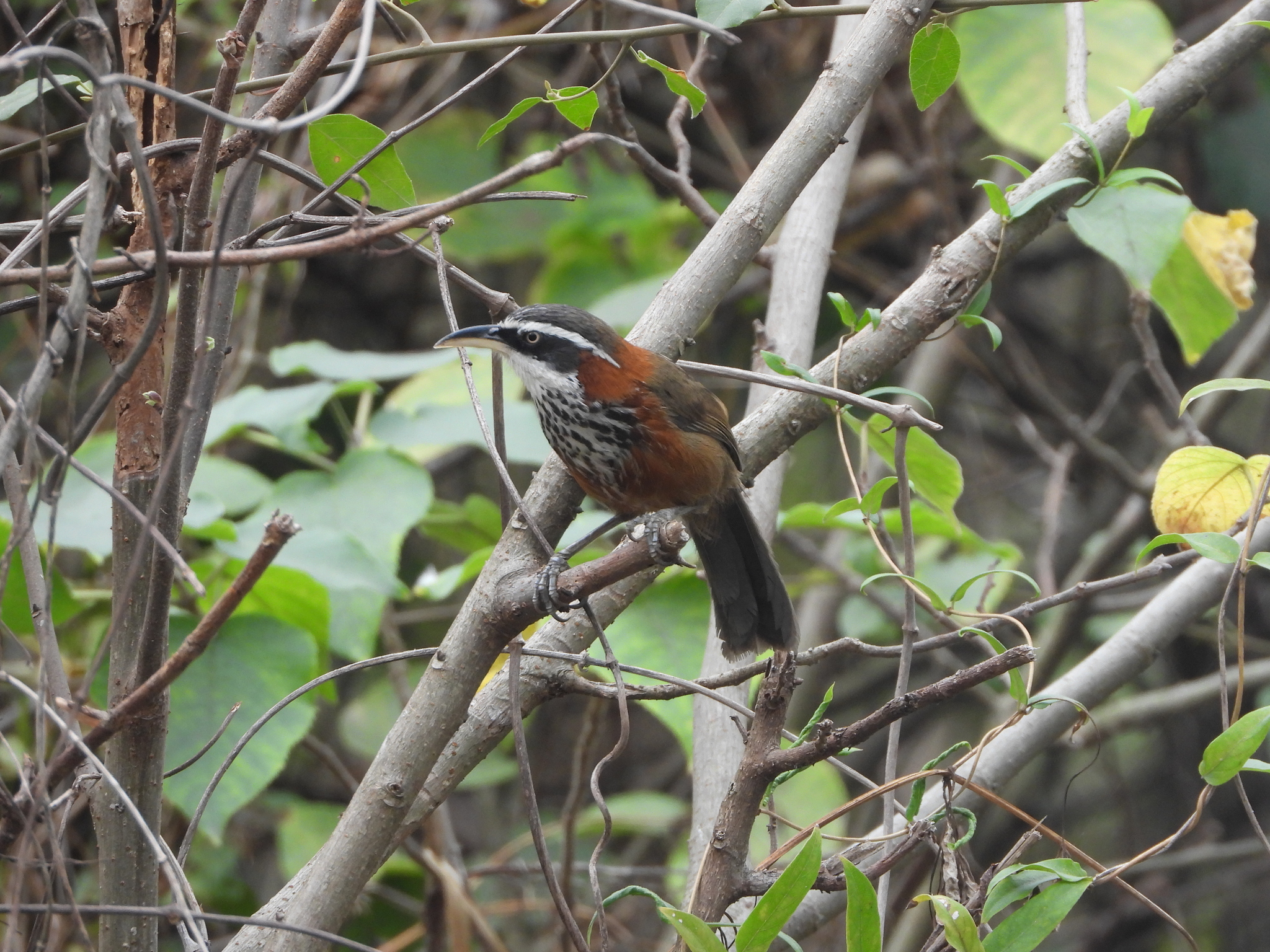 Taiwan Scimitar Babbler