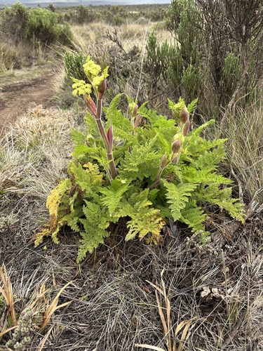 Afrosciadium kerstenii image