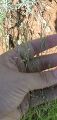 Panicum hallii