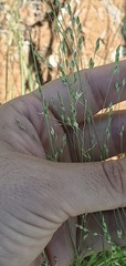 Panicum hallii