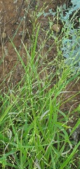 Panicum hallii