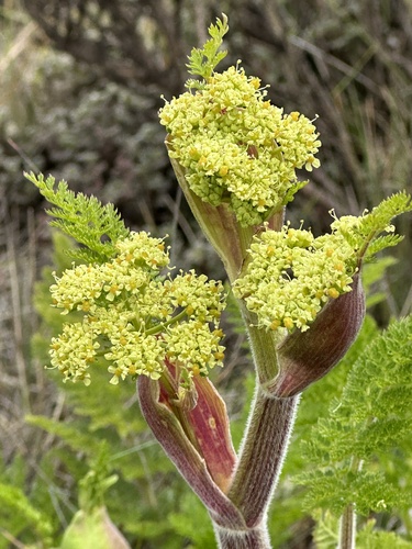 Afrosciadium kerstenii