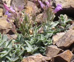 Penstemon montanus montanus