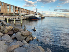 Phalacrocorax fuscescens