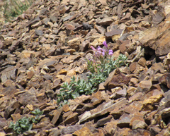 Penstemon montanus montanus