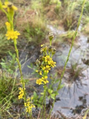 Solidago pulchra