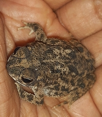 Rhinella granulosa