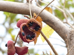 Sterculia guttata