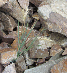 Elymus elymoides