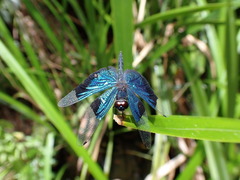 Rhyothemis resplendens