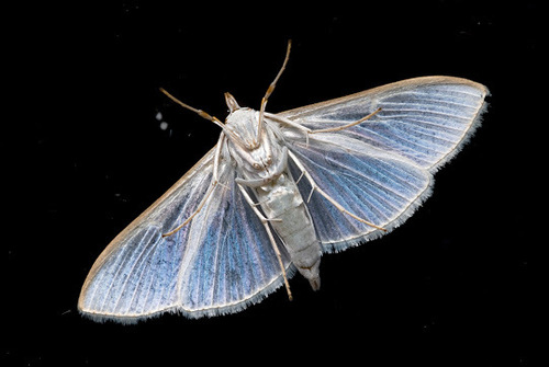 Jasmine Moth