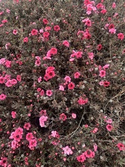 Leptospermum scoparium