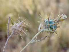 Centaurea melitensis