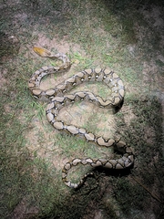 Malayopython reticulatus