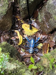 Euastacus sulcatus