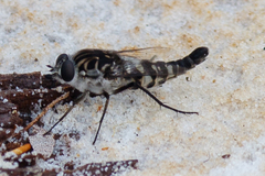 Apiocera