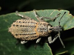 Leptopius duponti