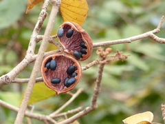 Sterculia guttata