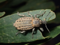 Leptopius duponti