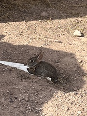 Sylvilagus audubonii