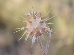 Centaurea melitensis