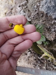 Calceolaria filicaulis