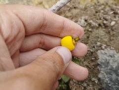 Calceolaria filicaulis