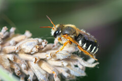Anthidium chilense