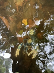 Euastacus sulcatus
