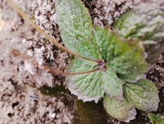 Calceolaria filicaulis
