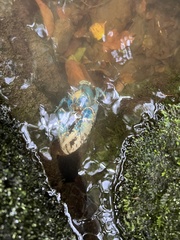 Euastacus sulcatus