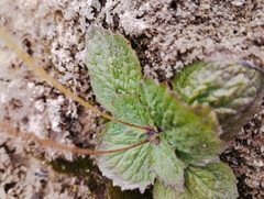 Calceolaria filicaulis