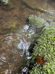 Euastacus sulcatus
